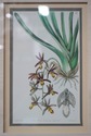 F73940: Set of 4 Botanical Colored Vintage Engravi