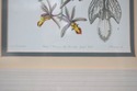 F73940: Set of 4 Botanical Colored Vintage Engravi