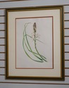 F60985EC: Pair Vintage Framed & Matted Botanical P