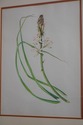 F60985EC: Pair Vintage Framed & Matted Botanical P