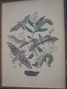 F65158EC: Pair Vintage Butterfly Colored Engraving