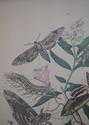 F65158EC: Pair Vintage Butterfly Colored Engraving