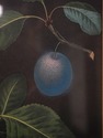F51627: Pair Of Fruit Prints By George Brookshaw