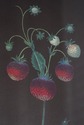 F51628: Pair Of Berry Prints By George Brookshaw