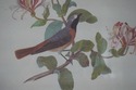 F41723: English Vintage Hand Colored Watercolor Of