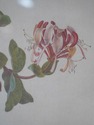 F41723: English Vintage Hand Colored Watercolor Of