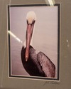 F69169: Pair of Framed Sea Bird Pictures By John P