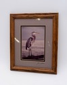 F69169: Pair of Framed Sea Bird Pictures By John P