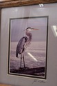 F69169: Pair of Framed Sea Bird Pictures By John P