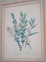 F73552: Pair Of Floral Engraving Prints Artwork