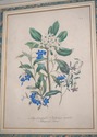 F73552: Pair Of Floral Engraving Prints Artwork