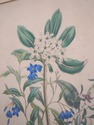 F73552: Pair Of Floral Engraving Prints Artwork