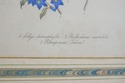 F73552: Pair Of Floral Engraving Prints Artwork