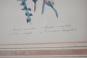 F73552: Pair Of Floral Engraving Prints Artwork