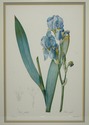F73554: Set of 3 Floral Engraving Prints