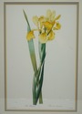 F73554: Set of 3 Floral Engraving Prints