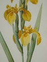 F73554: Set of 3 Floral Engraving Prints