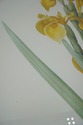 F73554: Set of 3 Floral Engraving Prints