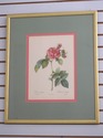 F73551: Set of 6 Rose Engraving Prints Artwork