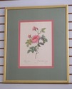 F73551: Set of 6 Rose Engraving Prints Artwork