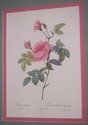 F73551: Set of 6 Rose Engraving Prints Artwork