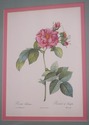 F73551: Set of 6 Rose Engraving Prints Artwork