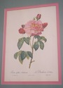 F73551: Set of 6 Rose Engraving Prints Artwork