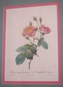 F73551: Set of 6 Rose Engraving Prints Artwork