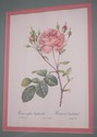F73551: Set of 6 Rose Engraving Prints Artwork