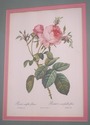 F73551: Set of 6 Rose Engraving Prints Artwork