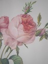 F73551: Set of 6 Rose Engraving Prints Artwork