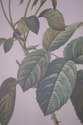 F73551: Set of 6 Rose Engraving Prints Artwork