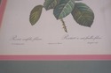 F73551: Set of 6 Rose Engraving Prints Artwork