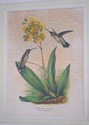 F73553: CHELSEA HOUSE Pair of Flower & Bird Engrav
