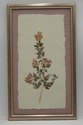 LF73315: Set of 5 Vintage Pressed Wildflower Art O