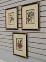 LF66363EC: Set of 3 J.Paxton Framed Botanical Prin