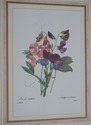 F62217EC: Set of 7 Gold Framed Botanical Prints