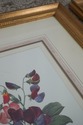 F62217EC: Set of 7 Gold Framed Botanical Prints