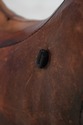 F75046: DIMITRI OMERSA ABERCROMBIE & FITCH Leather