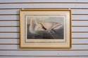 F70354: JOHN J AUDOBON Trumpeter Swan Havell Frame