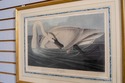 F70354: JOHN J AUDOBON Trumpeter Swan Havell Frame