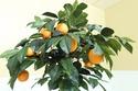 F50063E/64E: Pair Faux Orange Trees In Decorative 