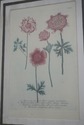 F65691EC: Pair JOHN RICHARDS Green Framed Botanica