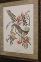 F57266EC: Pair Framed & Matted Botanical Bird Prin