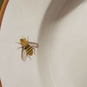 Wedgwood for John Mortlock London Platter Insects 