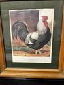 Vintage Framed Rooster Print Champion Dorking by L