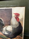 Vintage Framed Rooster Print Champion Dorking by L