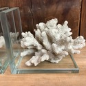 Real Sea Coral Glass Bookends Modern Vintage Desig