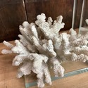 Real Sea Coral Glass Bookends Modern Vintage Desig