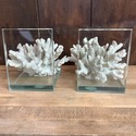 Real Sea Coral Glass Bookends Modern Vintage Desig